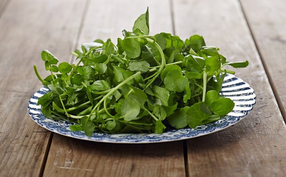 Cải chíp: Cứu cánh của lá gan bị nhiễm độc - 4 Cải chíp: Cứu cánh của lá gan bị nhiễm độc - 4