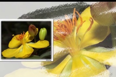 Sao Việt đón Tết như thế nào?