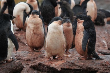 Theo dõi thực đơn của chim cánh cụt bằng… ảnh chụp từ không gian