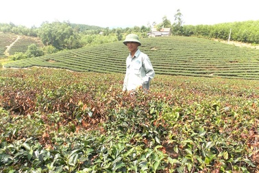 Chè cháy sém vì nắng nóng, người trồng mất trắng