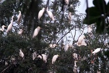 Thích thú ngắm đàn cò ngàn con đậu kín cả đảo nổi