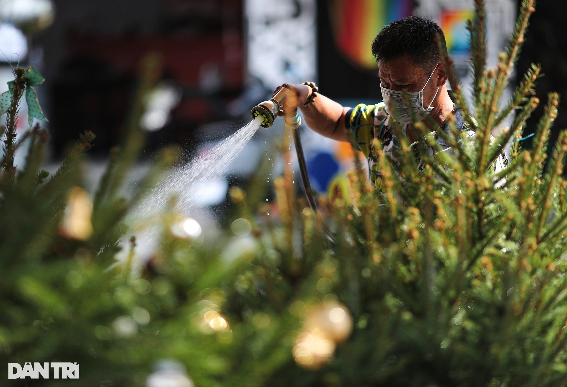 Cây thông Noel nhập khẩu xứ lạnh châu Âu bày bán khắp vỉa hè Sài Gòn - 5 Cây thông Noel nhập khẩu xứ lạnh châu Âu bày bán khắp vỉa hè Sài Gòn - 5