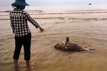 Ngư dân lao đao, lái buôn thất thu vì cá biển chết hàng loạt