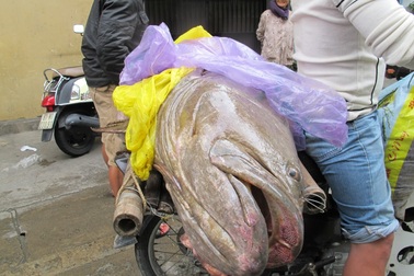 Ngư dân Đà Nẵng bắt được cá mú “khủng” 70kg
