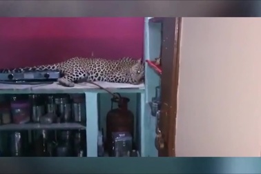 Người dân kinh hãi phát hiện báo hoa mai nằm trong nhà mình