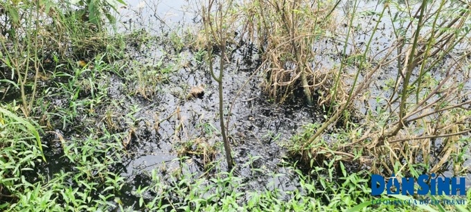 Nước thải từ trang trại ảnh hưởng đến vườn nhà ông Phạm Văn Chiêu ở thôn Tân Lợi 1, xã Ea Uy