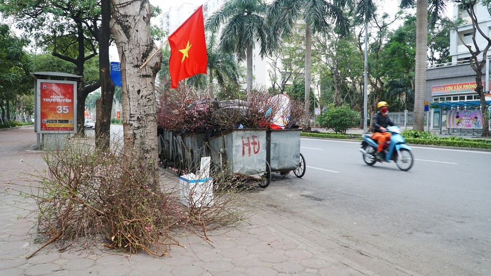 Đào Tết, quất cảnh phơi mình héo úa sau dịp Tết - 10 Đào Tết, quất cảnh phơi mình héo úa sau dịp Tết - 10