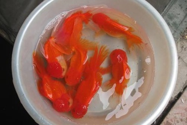 Nhiều loại cá chép mới cúng ông Công, ông Táo