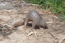 Phát hiện con tê tê quý hiếm sau vườn nhà dân ở Cà Mau