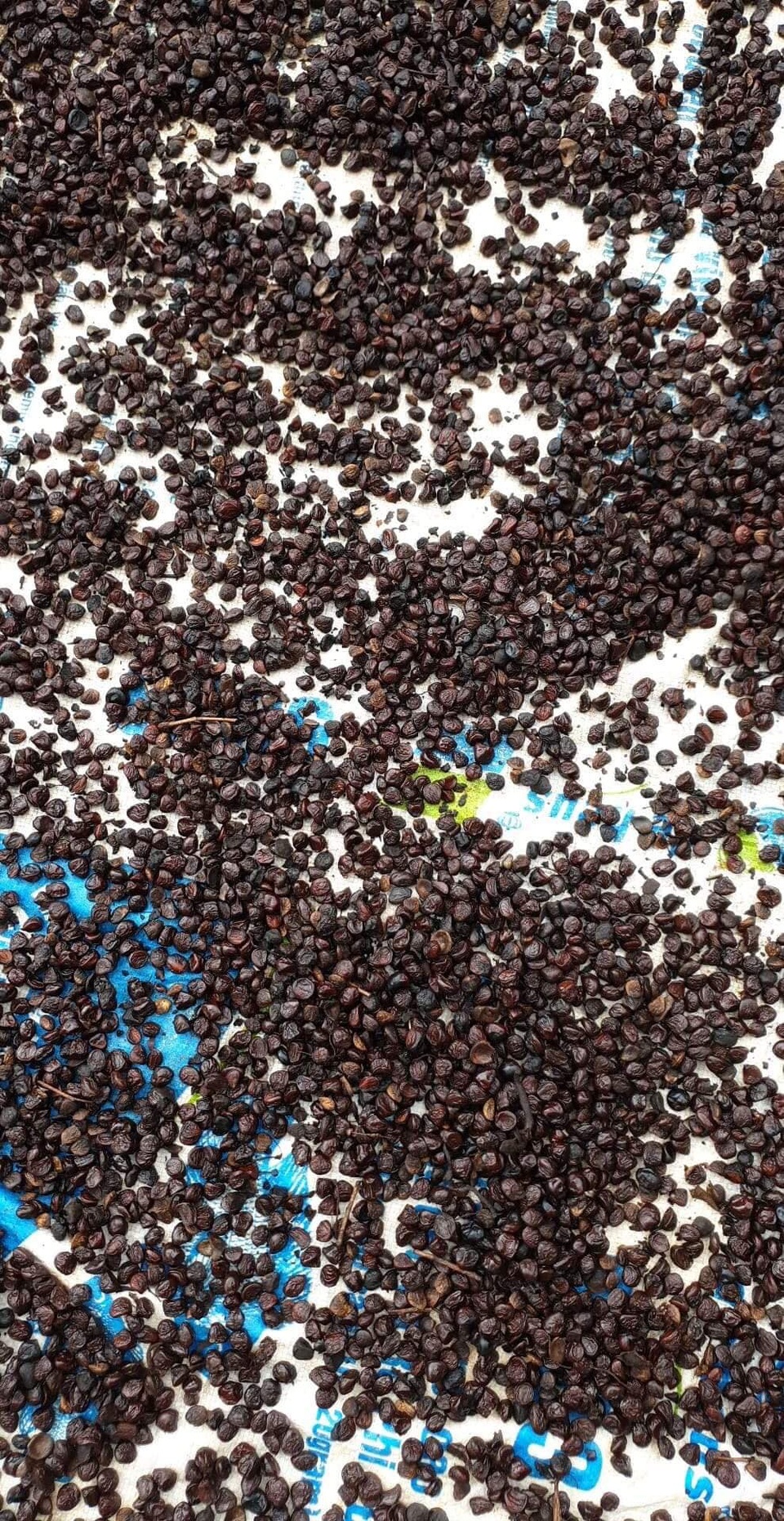 Độc đáo gia vị “hạng sang” ở Tây Bắc, nhà giàu tìm mua làm “của ăn dè” - 3 Độc đáo gia vị “hạng sang” ở Tây Bắc, nhà giàu tìm mua làm “của ăn dè” - 3
