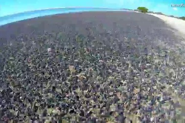 Rợn người trước cảnh tượng hàng triệu con sên phủ kín bãi biển thơ mộng