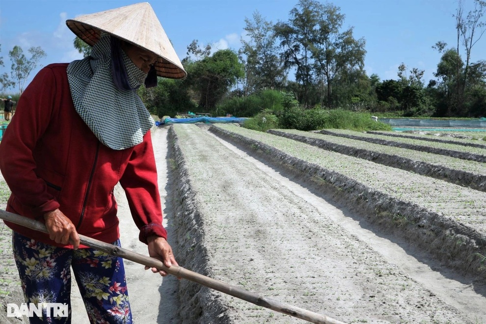 Giá rau tăng gấp 2-3 lần, nông dân chật vật trồng lại vườn sau mưa lũ - 1 Giá rau tăng gấp 2-3 lần, nông dân chật vật trồng lại vườn sau mưa lũ - 1