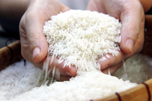 Sau Ấn Độ, thêm Nga và UAE cấm xuất khẩu gạo
