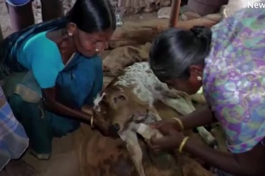 Bê hai đầu ra đời tại Ấn Độ khiến dân làng ùn ùn đổ tới xem