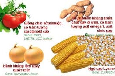 Thực phẩm biến đổi gen: Hiện đại, tất yếu nên chấp nhận?