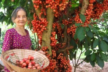 Nông dân thu lợi kép từ loại cây đặc sản quả đỏ từ gốc đến ngọn