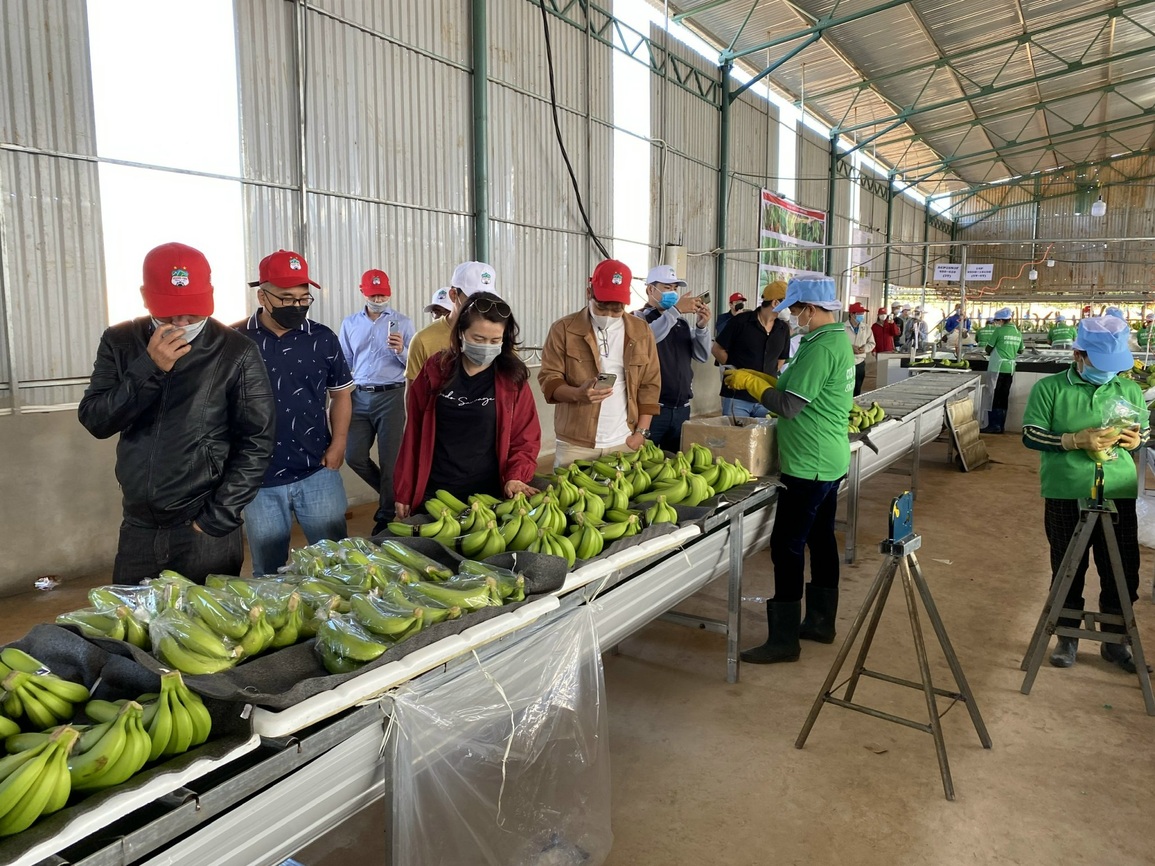 Vén màn cơ ngơi đàn heo và vườn chuối của bầu Đức - 2 Vén màn cơ ngơi đàn heo và vườn chuối của bầu Đức - 2