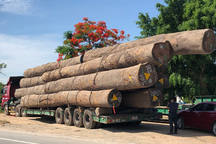 Xe chở gỗ "khủng" từ Hải Phòng đi TPHCM, tài xế bất hợp tác với cảnh sát