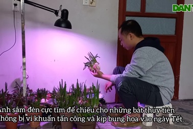 Sắm đèn cực tím chăm hoa "đĩa ngọc, chén vàng" khoe sắc, tỏa hương dịp Tết
