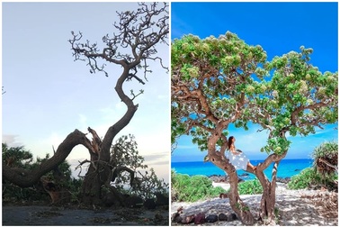 Cây phong ba “cô đơn” nổi tiếng ở đảo Lý Sơn bị quật gãy sau cơn bão