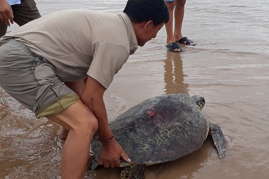 Bắt được rùa biển gần 50kg, ngư dân thả về đại dương