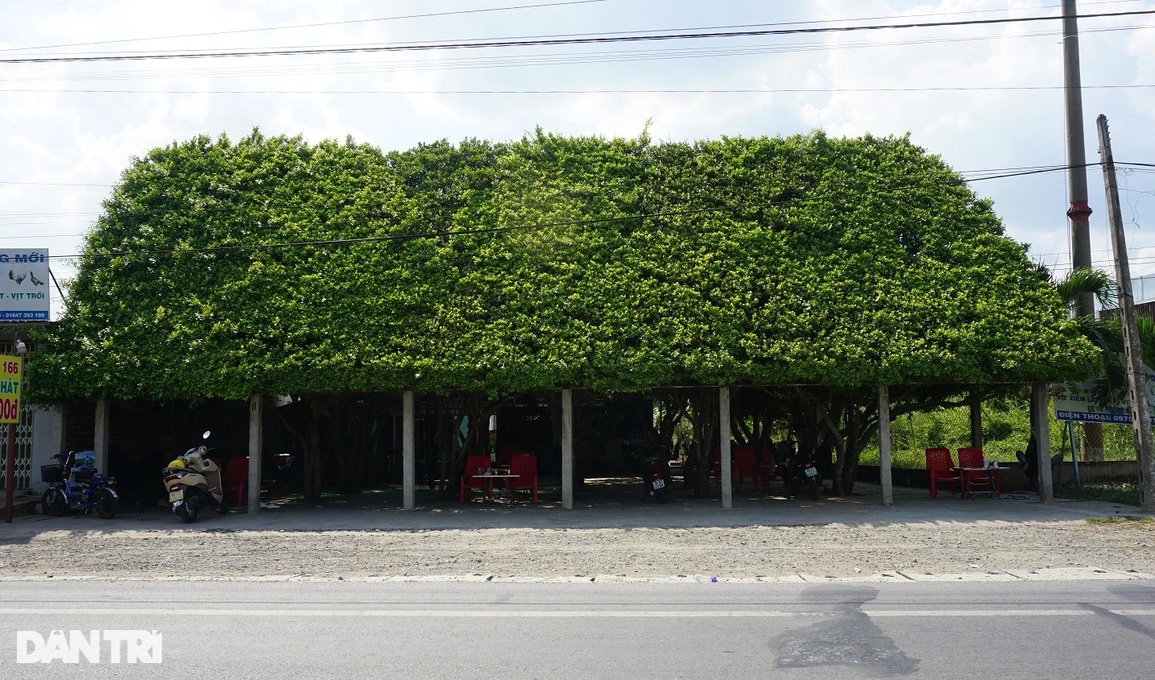 Độc đáo quán cà phê mái lá chính hiệu, mát như điều hòa - 1 Độc đáo quán cà phê mái lá chính hiệu, mát như điều hòa - 1