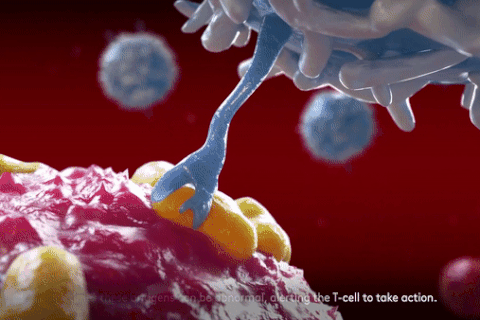 Các bác sĩ “nâng cấp” hệ miễn dịch để điều trị ung thư máu như thế nào?