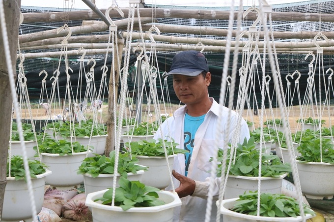 Mô hình trồng hoa an toàn, giúp vượt qua mưa lũ của nông dân Huế
