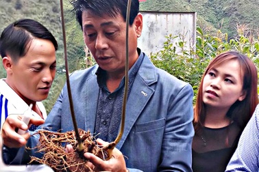 Loài sâm quý ở Lai Châu, vô tình thấy 1 củ bán 450 triệu đồng