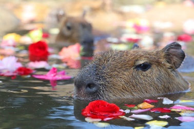 Xem chuột lang nước khổng lồ tắm suối nước nóng giữa mùa đông