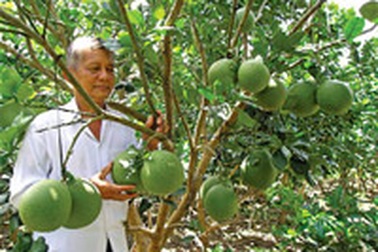 Bưởi da xanh đắt hàng, bưởi Năm Roi rớt giá