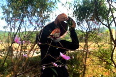 Người trồng đào tuốt lá, tỉa cành … thấp thỏm “ngóng” thời tiết