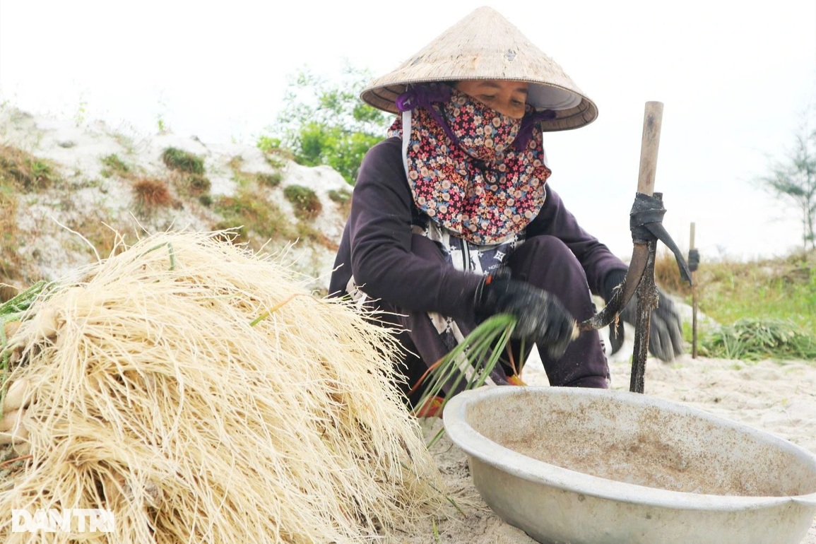 Giá kiệu tết tăng, nông dân bỏ túi hàng chục triệu tiền lãi mỗi sào - 5 Giá kiệu tết tăng, nông dân bỏ túi hàng chục triệu tiền lãi mỗi sào - 5