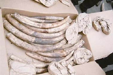 11 khúc ngà voi trong hành lý của hành khách đi máy bay