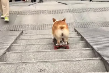 Chú chó gây kinh ngạc vì khả năng lướt ván trượt tài tình