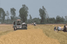 Lãnh đạo TPHCM: Nông dân chịu khổ cực nhưng người khác lại hưởng lợi