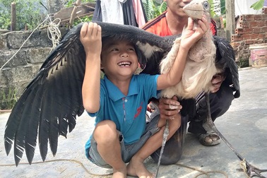 Hà Tĩnh: Bắt được chim khổng lồ nghi là loài cò sói quý hiếm