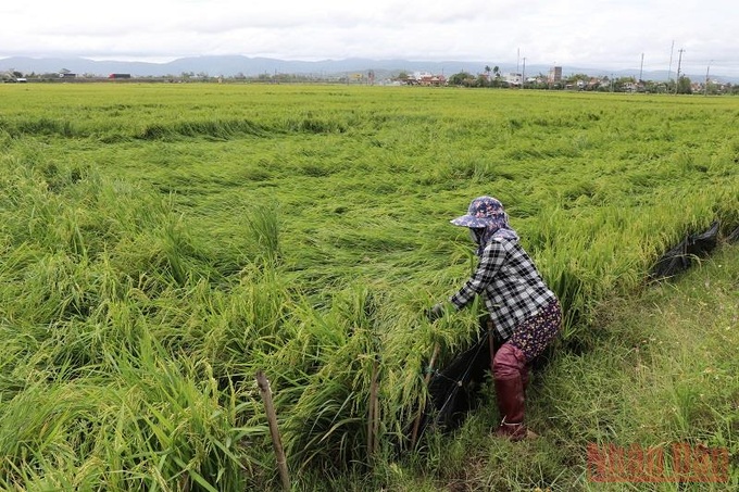  Trên 15.700 ha/26.666 ha lúa Đông Xuân tại Phú Yên bị ngã đổ, ảnh hưởng năng suất trong đợt gió lốc vừa qua. Ảnh: Báo Nhân dân.