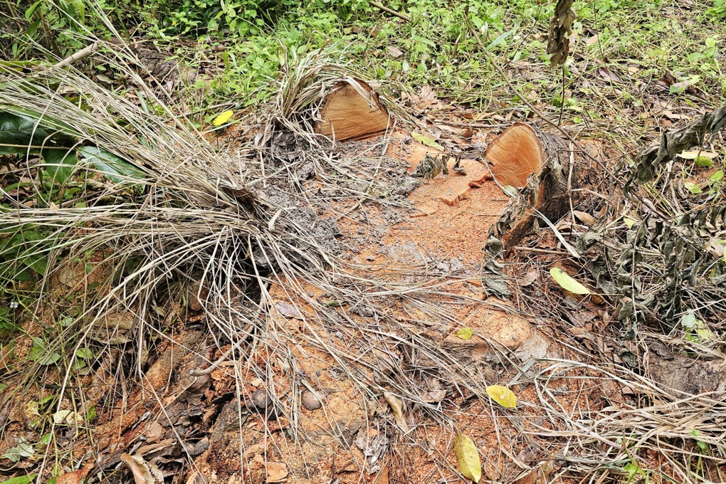 Nhiều cây xà cừ gần hồ nước nổi tiếng Sóc Trăng bị đốn chưa rõ nguyên nhân - 2 Nhiều cây xà cừ gần hồ nước nổi tiếng Sóc Trăng bị đốn chưa rõ nguyên nhân - 2