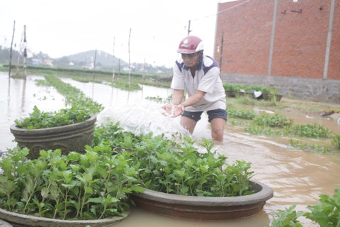 Người nông dân bật khóc giữa thủ phủ hoa cúc