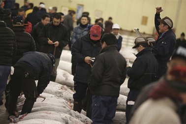 Khám phá phiên đấu giá cá ngừ đầu năm ở Tokyo