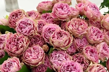 Quà tặng 8/3: Đại gia Việt chơi sang, chi trăm triệu mua hoa hồng tặng vợ