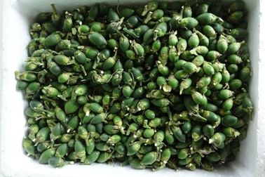 Cần Thơ: Thương lái ồ ạt thu mua cau non giá cao