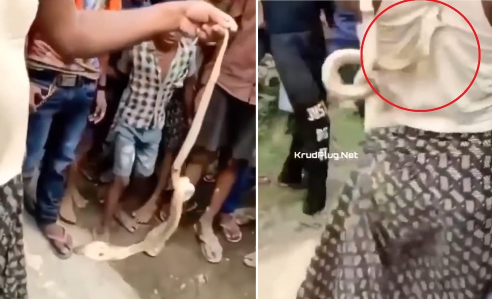 Người đàn ông trả giá bằng cả mạng sống vì đùa giỡn với rắn hổ mang