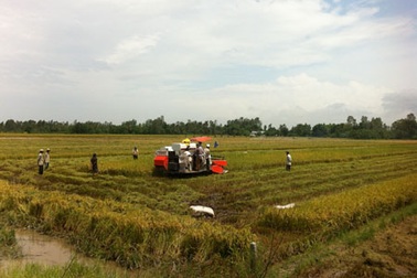 Trồng lúa thơm ở ĐBSCL: Nông dân nhận quả đắng!?