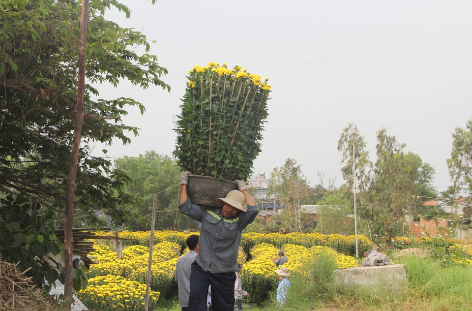 Phú Yên: Người lao động “còng lưng” kiếm tiền những ngày giáp Tết - 3 Phú Yên: Người lao động “còng lưng” kiếm tiền những ngày giáp Tết - 3