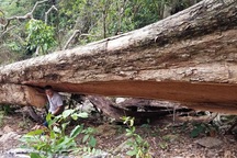 Điều tra vụ “lâm tặc” chặt hạ cây giáng hương cổ thụ ở Gia Lai