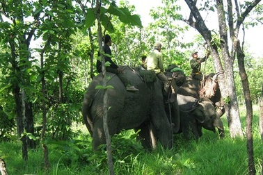 Khống chế thành công voi rừng dính bẫy để chữa trị vết thương