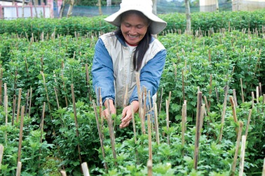 Trồng hoa tết: kẻ khóc, người cười