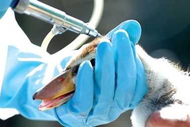 Cúm gia cầm bùng phát, vắc-xin nội loay hoay!